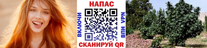 Конопля Amnesia  Мончегорск 
